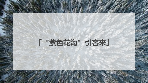 “紫色花海”引客来
