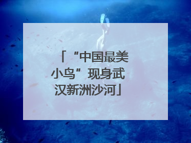 “中国最美小鸟”现身武汉新洲沙河