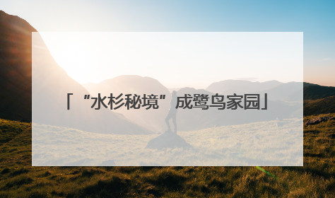 “水杉秘境”成鹭鸟家园