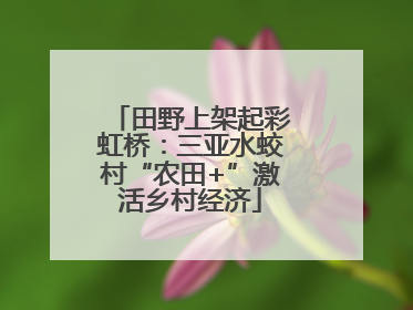 田野上架起彩虹桥：三亚水蛟村“农田+”激活乡村经济