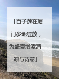 百子莲在厦门多地绽放，为盛夏增添清凉与诗意