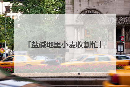 盐碱地里小麦收割忙