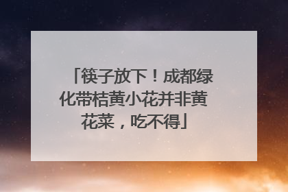 筷子放下！成都绿化带桔黄小花并非黄花菜，吃不得
