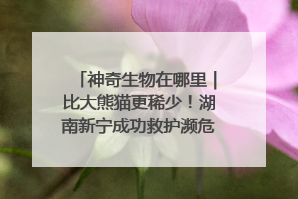 神奇生物在哪里｜比大熊猫更稀少！湖南新宁成功救护濒危鸟类海南鳽