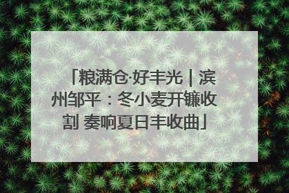 粮满仓·好丰光｜滨州邹平：冬小麦开镰收割 奏响夏日丰收曲