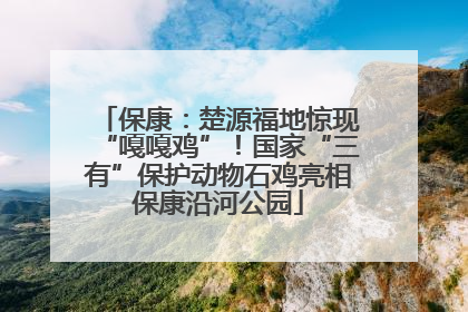 保康：楚源福地惊现“嘎嘎鸡”！国家“三有”保护动物石鸡亮相保康沿河公园