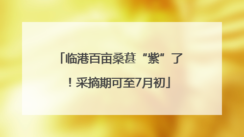 临港百亩桑葚“紫”了！采摘期可至7月初