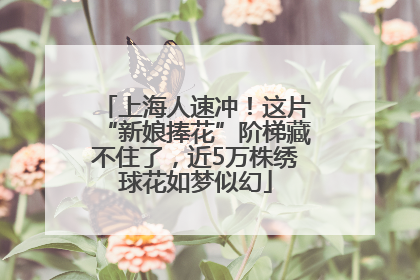 上海人速冲！这片“新娘捧花”阶梯藏不住了，近5万株绣球花如梦似幻