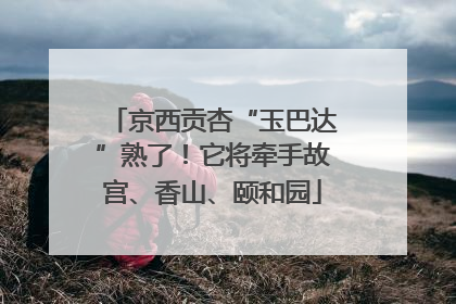 京西贡杏“玉巴达”熟了！它将牵手故宫、香山、颐和园