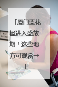 厦门蓝花楹进入盛放期！这些地方可观赏→