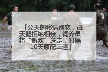 公天鹅移情别恋，母天鹅拒绝相亲，饲养员将“新欢”送走，时隔10天原配重逢