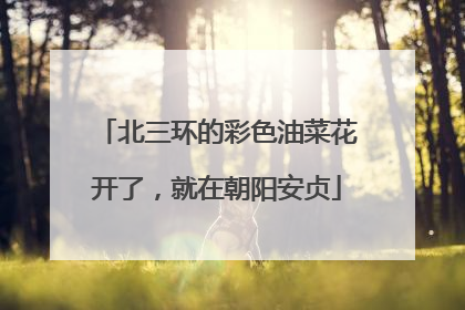 北三环的彩色油菜花开了，就在朝阳安贞