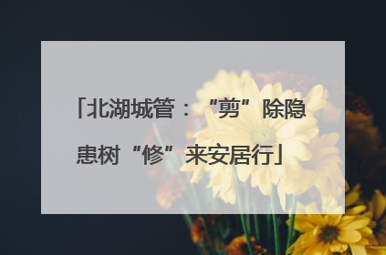 北湖城管：“剪”除隐患树“修”来安居行