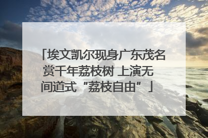 埃文凯尔现身广东茂名 赏千年荔枝树 上演无间道式“荔枝自由”