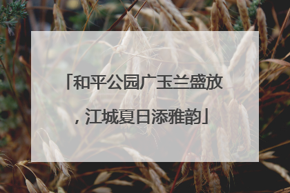 和平公园广玉兰盛放，江城夏日添雅韵