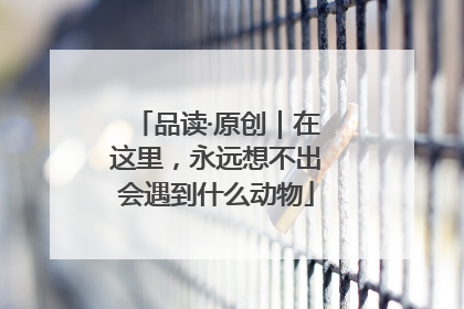 品读·原创｜在这里，永远想不出会遇到什么动物