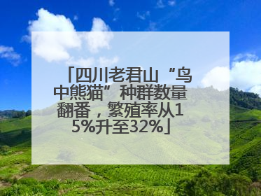 四川老君山“鸟中熊猫”种群数量翻番，繁殖率从15%升至32%