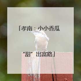 孝南：小小香瓜 “甜”出富路