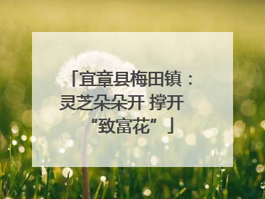 宜章县梅田镇：灵芝朵朵开 撑开“致富花”