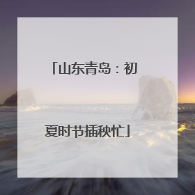 山东青岛：初夏时节插秧忙