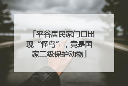 平谷居民家门口出现“怪鸟”，竟是国家二级保护动物