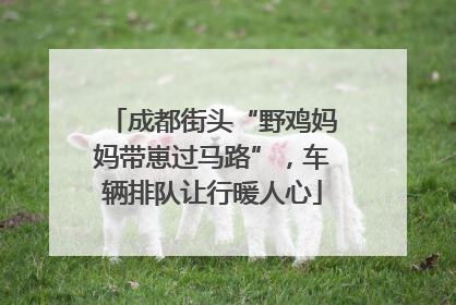 成都街头“野鸡妈妈带崽过马路”，车辆排队让行暖人心