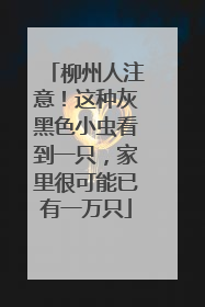 柳州人注意！这种灰黑色小虫看到一只，家里很可能已有一万只
