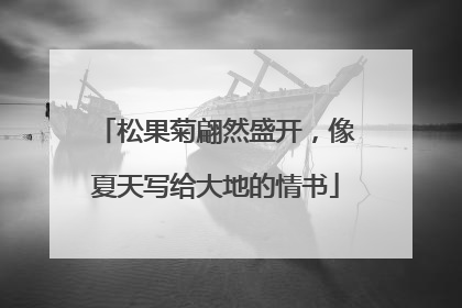 松果菊翩然盛开，像夏天写给大地的情书