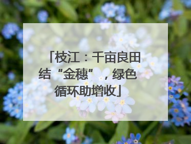 枝江：千亩良田结“金穗”，绿色循环助增收