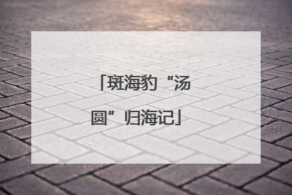 斑海豹“汤圆”归海记