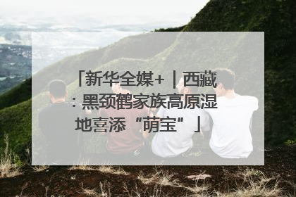 新华全媒+｜西藏：黑颈鹤家族高原湿地喜添“萌宝”