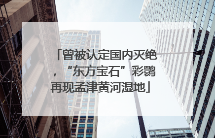 曾被认定国内灭绝，“东方宝石”彩鹮再现孟津黄河湿地