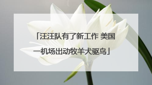 汪汪队有了新工作 美国一机场出动牧羊犬驱鸟