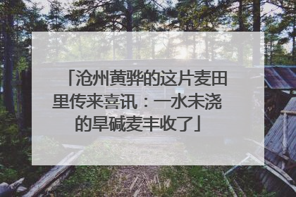 沧州黄骅的这片麦田里传来喜讯：一水未浇的旱碱麦丰收了