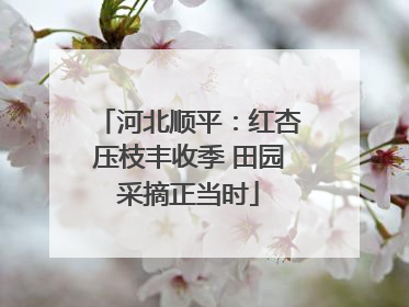 河北顺平：红杏压枝丰收季 田园采摘正当时