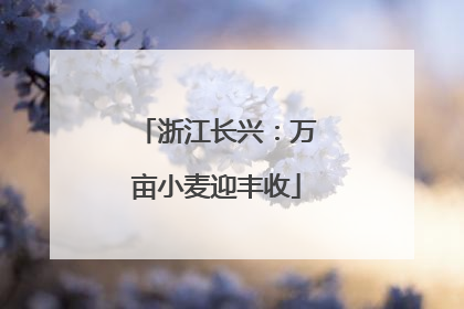 浙江长兴：万亩小麦迎丰收