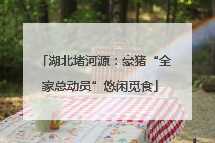 湖北堵河源：豪猪“全家总动员”悠闲觅食