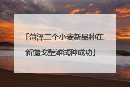 菏泽三个小麦新品种在新疆戈壁滩试种成功