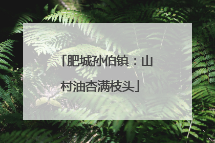 肥城孙伯镇：山村油杏满枝头