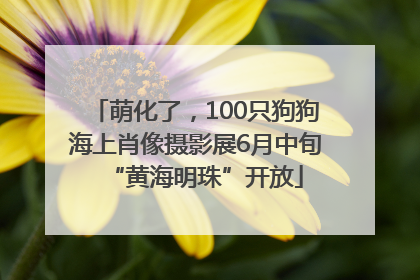 萌化了，100只狗狗海上肖像摄影展6月中旬“黄海明珠”开放