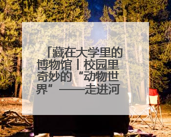 藏在大学里的博物馆丨校园里奇妙的“动物世界”——走进河北大学博物馆