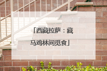 西藏拉萨：藏马鸡林间觅食