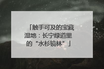触手可及的宝藏湿地：长宁绿道里的“水杉镜林”