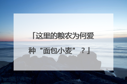 这里的粮农为何爱种“面包小麦”？