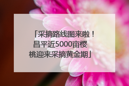 采摘路线图来啦！昌平近5000亩樱桃迎来采摘黄金期