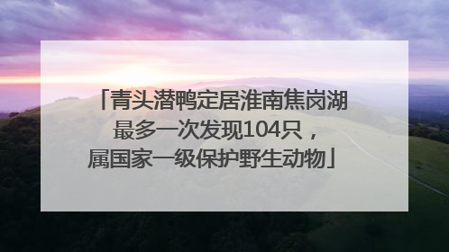 青头潜鸭定居淮南焦岗湖 最多一次发现104只，属国家一级保护野生动物
