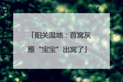 阳关湿地：首窝灰雁“宝宝”出窝了
