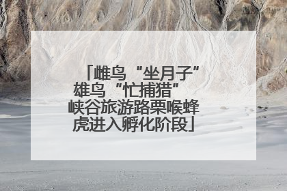 雌鸟“坐月子”雄鸟“忙捕猎” 峡谷旅游路栗喉蜂虎进入孵化阶段