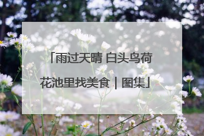 雨过天晴 白头鸟荷花池里找美食｜图集