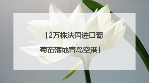 2万株法国进口葡萄苗落地青岛空港